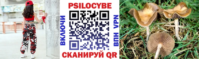 закладка  Бийск  Галлюциногенные грибы Psilocybine cubensis 